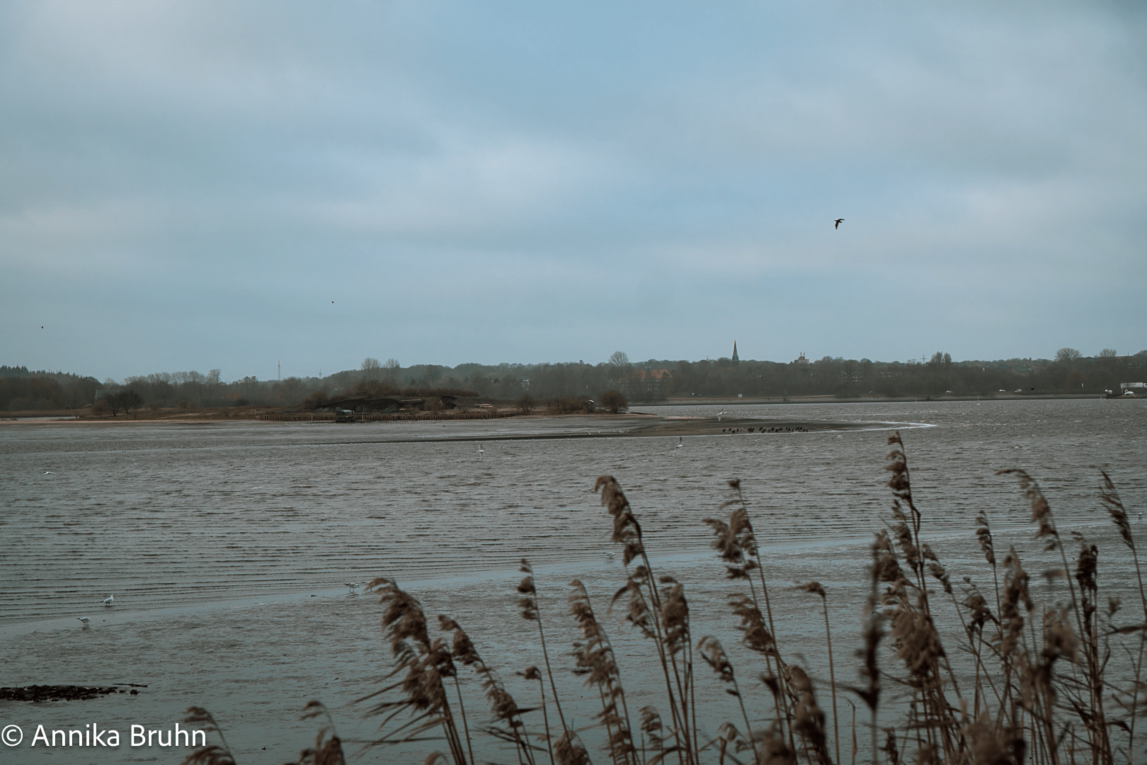 Möveninsel in Schleswig